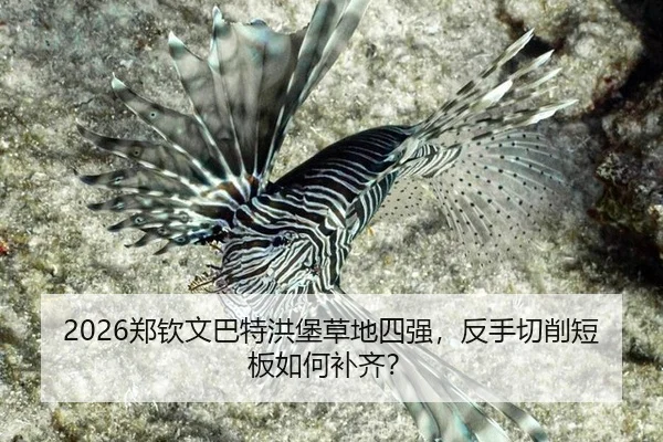 2026郑钦文巴特洪堡草地四强，反手切削短板如何补齐？